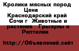 Кролики мясных пород › Цена ­ 200 - Краснодарский край, Сочи г. Животные и растения » Грызуны и Рептилии   